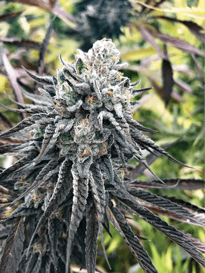 Flower Bud Grandma Andersons Cookies Fmt