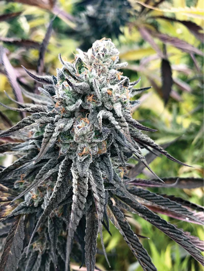 Flower Bud Grandma Andersons Cookies Fmt