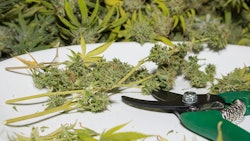 Marijuana Trim Adobe Stock Credit Capjah Resized
