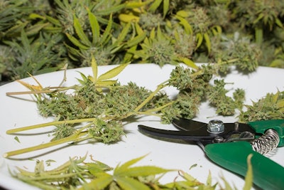 Marijuana Trim Adobe Stock Credit Capjah Resized