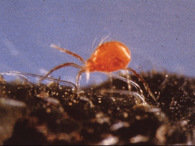 Phytoseiuluspersimilus Fmt