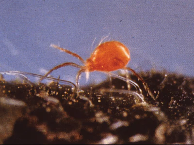 Phytoseiuluspersimilus Fmt