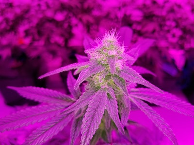 20180608 145047 Resized