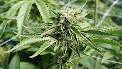 Cannabis Adobe Stock Credit Cascade Creatives Resized