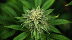 Cannabis Cola Adobe Stock Credit Rgbspace Resized