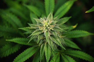 Cannabis Cola Adobe Stock Credit Rgbspace Resized