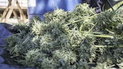 Cannabis Harvest Adobe Stock Credit Jenny Resized
