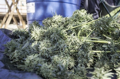 Cannabis Harvest Adobe Stock Credit Jenny Resized