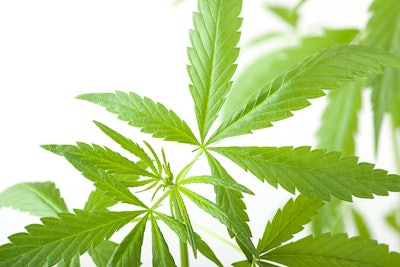 Cannabis Leaves Adobe Stock Credit Vasily Merkushev Resized