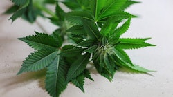 Cannabis Plant Adobe Stock Credit Abhbah05 Resized