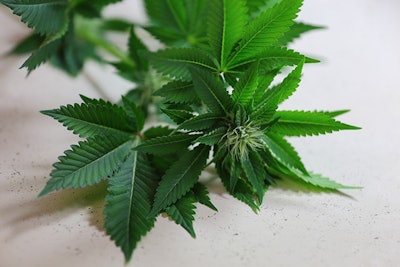 Cannabis Plant Adobe Stock Credit Abhbah05 Resized