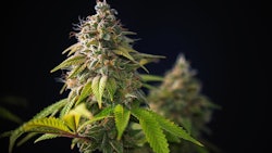 Cannabis Plant Cola Adobe Stock Credit Rgbspace Resized