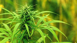 Hemp11