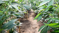 Hemp Field Adobe Stock Credit Dratheverliving Resized
