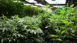 Indoor Cannabis Grow Adobe Stock Credit Eric Limon Resized