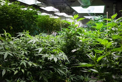 Indoor Cannabis Grow Adobe Stock Credit Eric Limon Resized