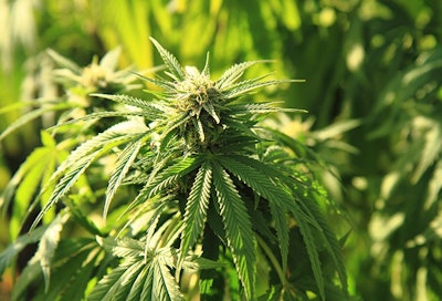 Marijuana Plant