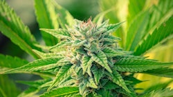 Marijuana Plant4