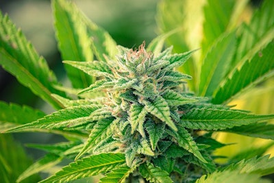 Marijuana Plant4