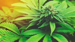 Marijuana Plant Adobe Stock Credit Epic Stock Media Resized