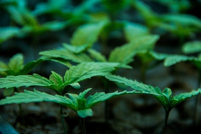 Marijuana Seedlings Adobe Stock Credit Katie Resized