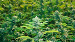 Plant2