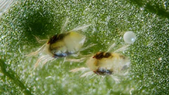 Twospotted Spider Mite