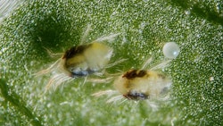 Twospotted Spider Mite
