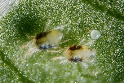 Twospotted Spider Mite