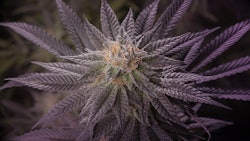 Viola Prod Shot 4 Resize