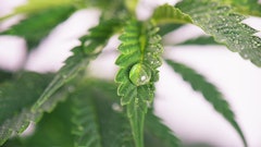 Water Cannabis
