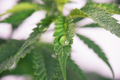 Water Cannabis
