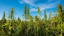 Cannabis Farm Adobe Stock Credit Dmytro Sukharevskyi Resized
