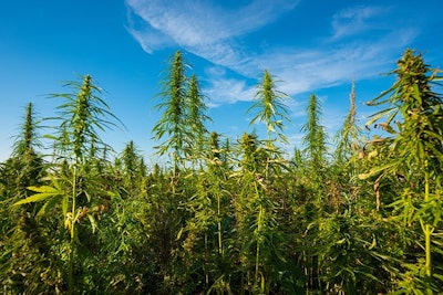 Cannabis Farm Adobe Stock Credit Dmytro Sukharevskyi Resized