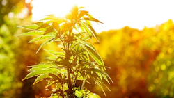 Cannabis Plant Adobe Stock Credit Andreaobzerova Resized