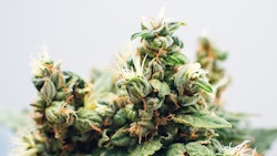 Cannabis Plant Adobe Stock Credit Iarygin Andrii Resized