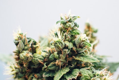 Cannabis Plant Adobe Stock Credit Iarygin Andrii Resized