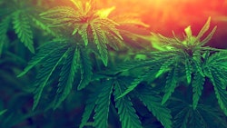 Cannabis Plants Sunset Adobe Stock Credit Lumppini Resized