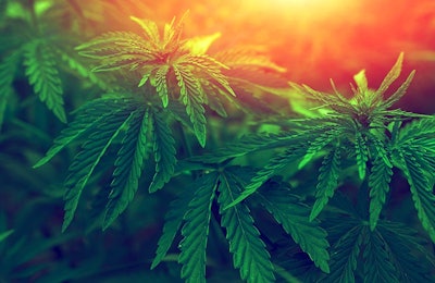 Cannabis Plants Sunset Adobe Stock Credit Lumppini Resized