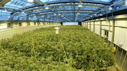 Gw Pharma Growing Facility