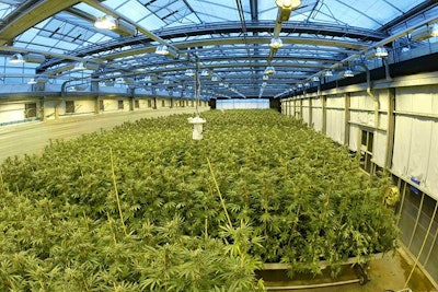 Gw Pharma Growing Facility