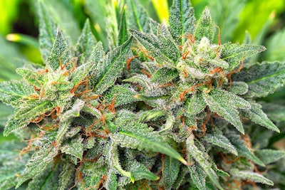 Marijuana Plant3