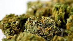 Marijuana Adobe Stock Credit Elena Resized
