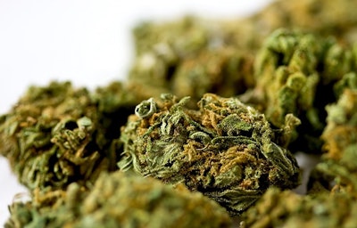 Marijuana Adobe Stock Credit Elena Resized