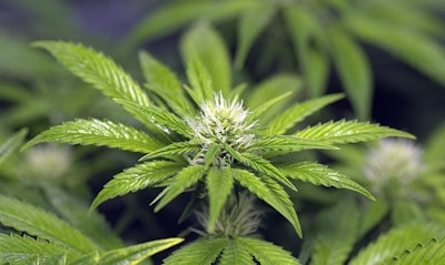 Marijuana Bloom Leaves Adobe Stock Credit Laborec425 Resized