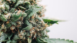Plant3