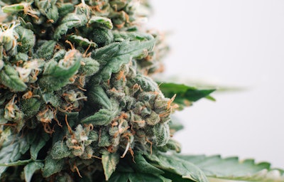 Plant3