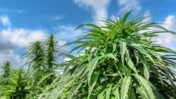 Sungrown Cannabis Adobe Stock Styf Resized