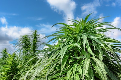 Sungrown Cannabis Adobe Stock Styf Resized