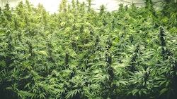 Cananbis Crop Adobe Stock Credit Openrangestock Resized